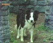 Timmy wittert (auf der Felseninsel)