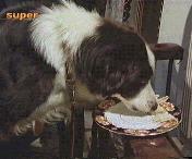 Timmy leert den Teller (auf Schmugglerjagd)