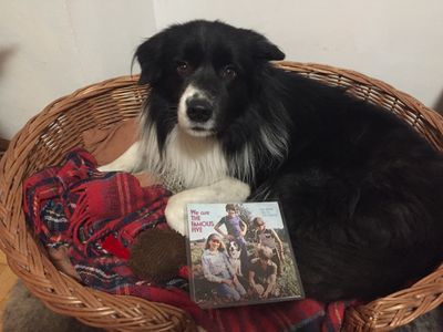 Border Collie Chaplin pr�sentier die LP